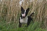 BULL TERRIER MINIATURE 021